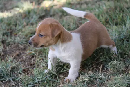 Short legged Jack Russel puppies for sale